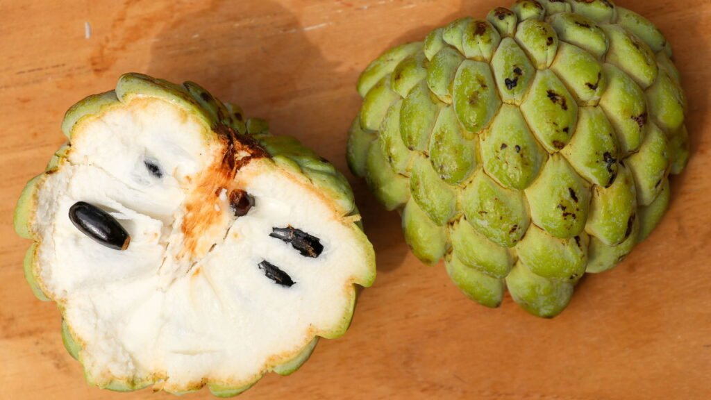 Aprenda o jeito certo de plantar fruta do conde e colher frutas saborosas