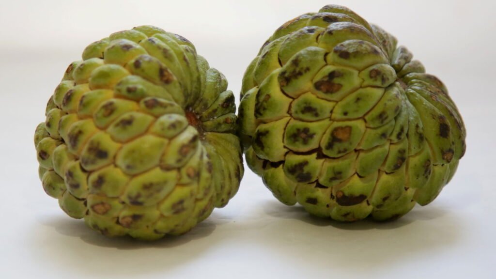 Aprenda o jeito certo de plantar fruta do conde e colher frutas saborosas