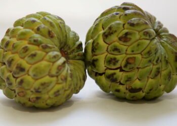 Aprenda o jeito certo de plantar fruta do conde e colher frutas saborosas