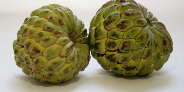 Aprenda o jeito certo de plantar fruta do conde e colher frutas saborosas