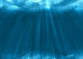 Descubra o jeito fascinante que os animais do fundo do mar se alimentam