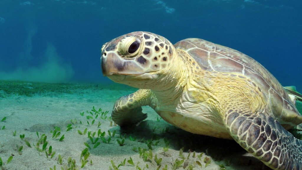 Descubra o jeito fascinante que os animais do fundo do mar se alimentam
