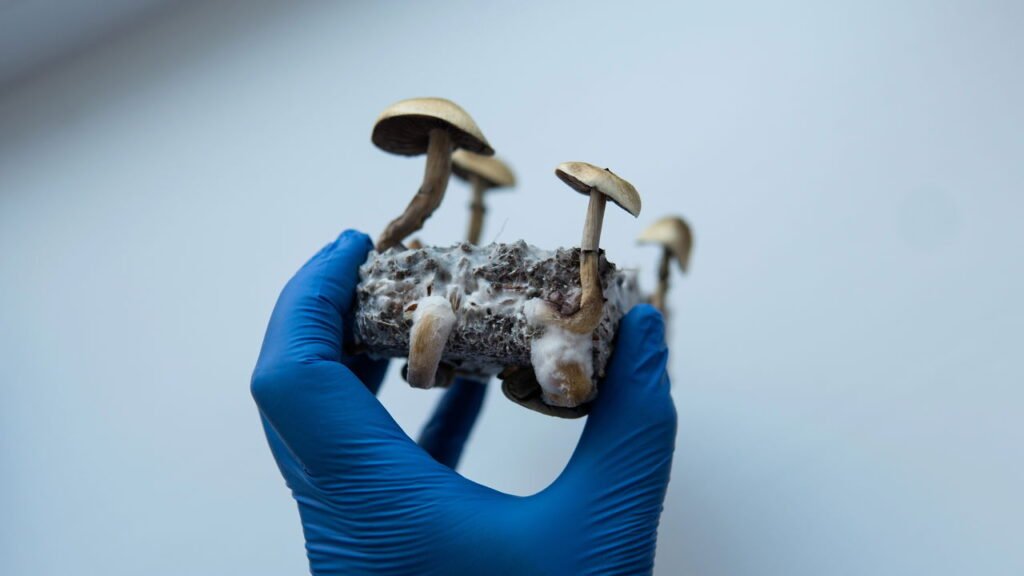 Fungos pensam? Veja como organismos sem cérebro tomam decisões