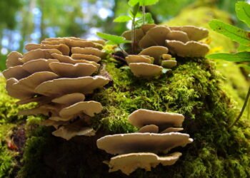 Fungos pensam? Veja como organismos sem cérebro tomam decisões