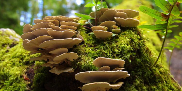 Fungos pensam? Veja como organismos sem cérebro tomam decisões