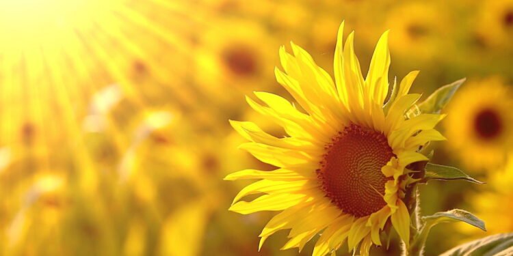 Potencial hepatoprotetor atribuído aos princípios ativos do óleo de girassol - Créditos: depositphotos.com / nature78