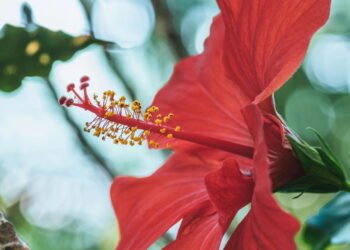 Aprenda a plantar a flor que combate inchaço e pressão alta