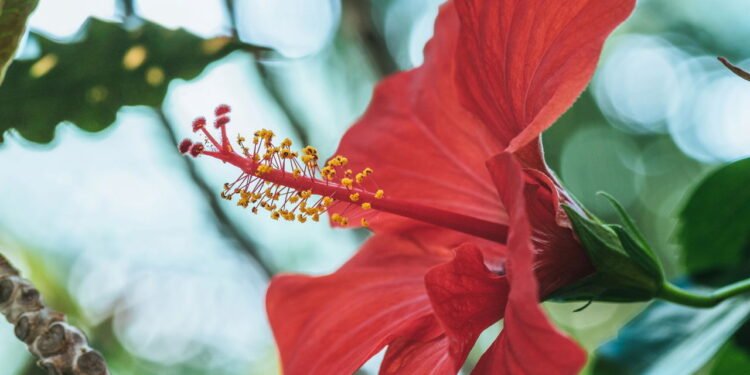 Aprenda a plantar a flor que combate inchaço e pressão alta