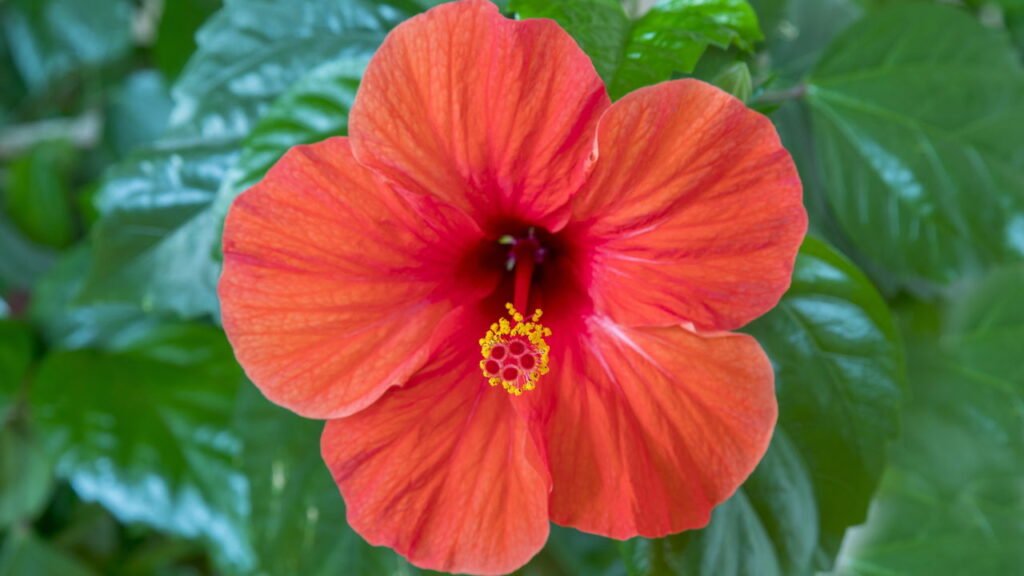 O que acontece quando com seu corpo depois que você toma chá de hibisco?