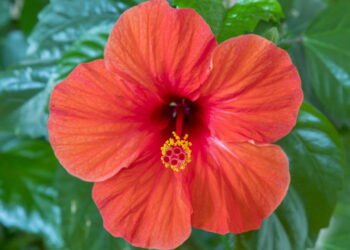 A flor que além de enfeitar seu jardim pode se tornar um poderoso chá