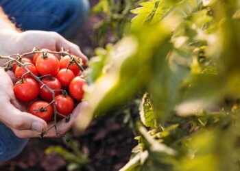 Tenha temperos frescos o ano todo mesmo morando em apartamento