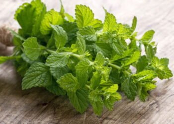 Aprenda como cuidar da hortelã em qualquer espaço