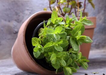 Essa erva de sabor refrescante é ideal para o seu jardim