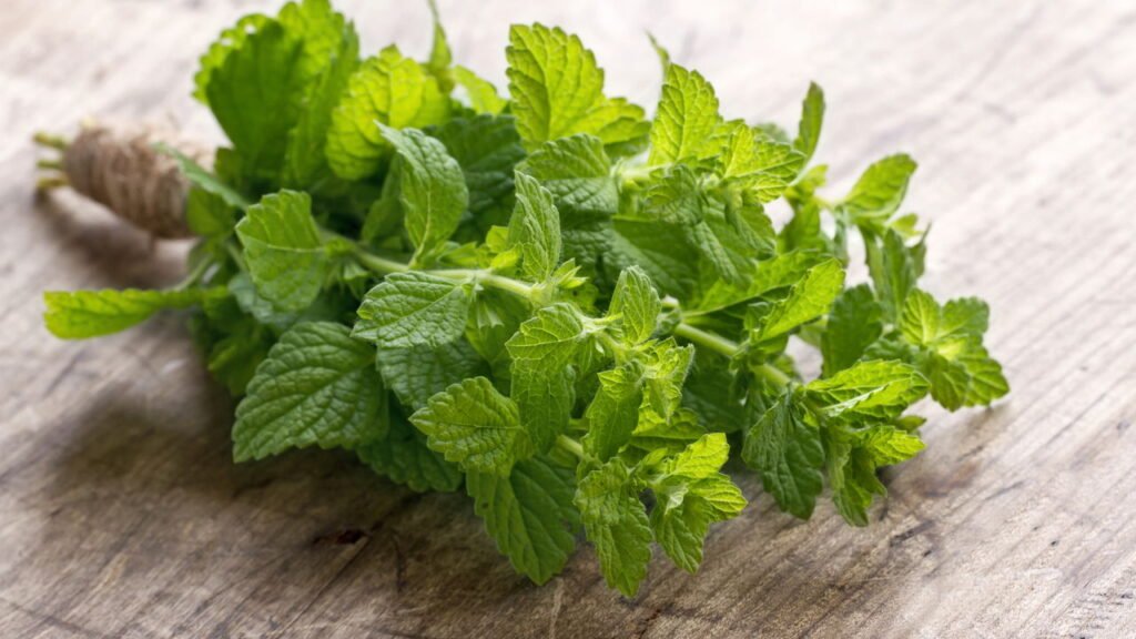 Saiba como plantar hortelã em casa e tenha uma horta fresca