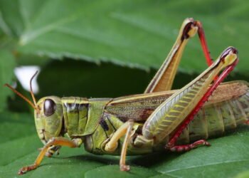 Insetos em Risco: Como Reverter o Declínio Global