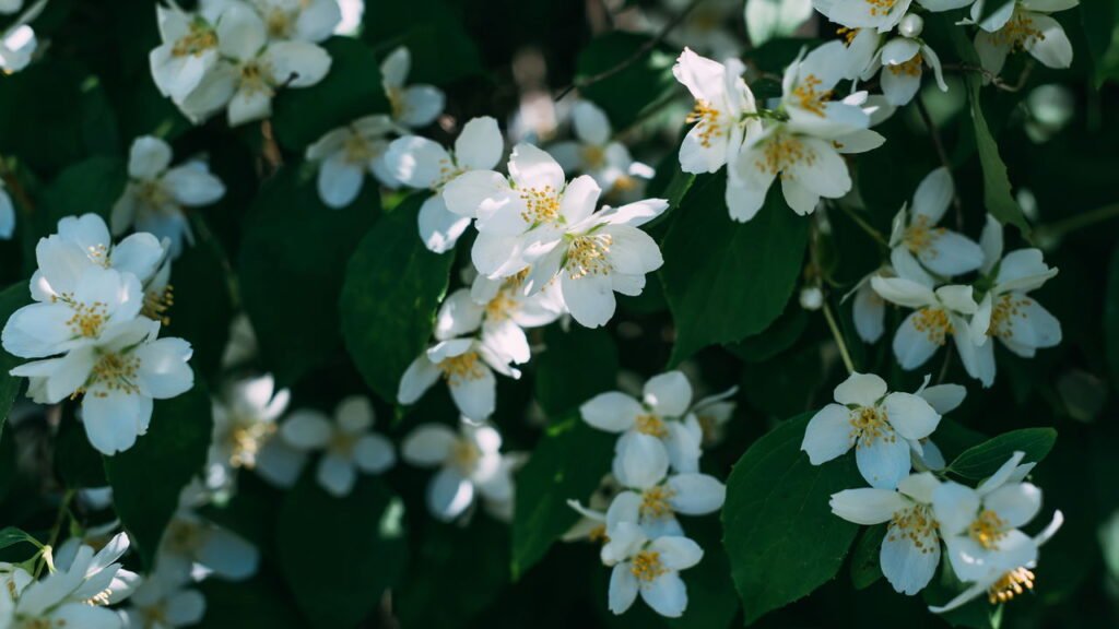 Aprenda como cultivar 7 plantas que atraem paz, proteção e boas energias para dentro de casa, como lavanda, jasmim e espada-de-são-jorge.