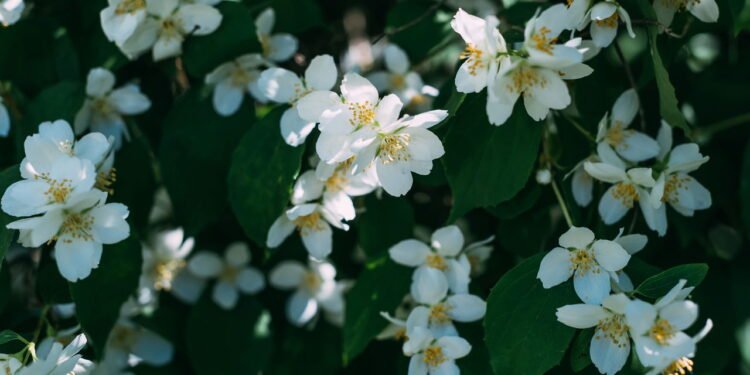 Aprenda como cultivar 7 plantas que atraem paz, proteção e boas energias para dentro de casa, como lavanda, jasmim e espada-de-são-jorge.