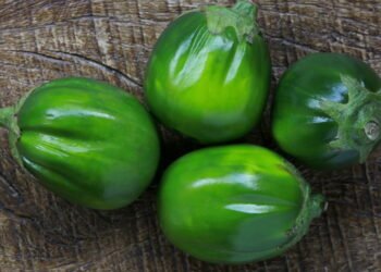 Quer plantar jiló? Veja como fazer do jeito certo em casa