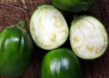 Quer plantar jiló? Veja como fazer do jeito certo em casa