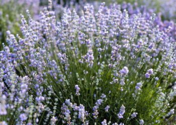 As melhores plantas repelentes de escorpiões para ter em casa