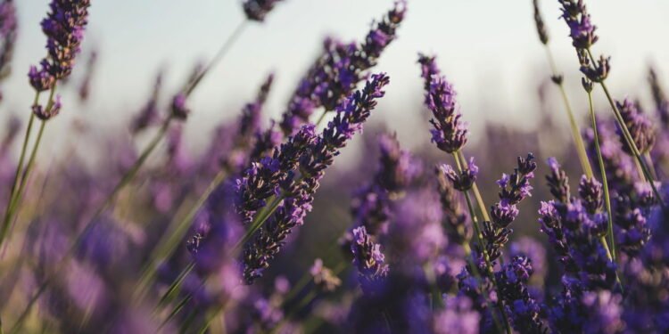 Como plantar lavanda em vaso e perfumar a casa naturalmente