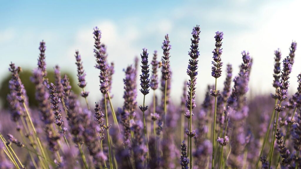 O que acontece no seu corpo quando você toma chá de lavanda?