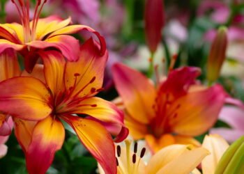 Como cultivar lírios? Aprenda sobre seus principais tipos