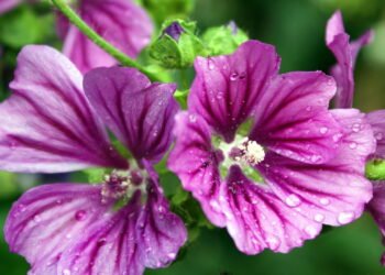 O chá noturno famoso que cuida da flora intestinal e previne inchaços
