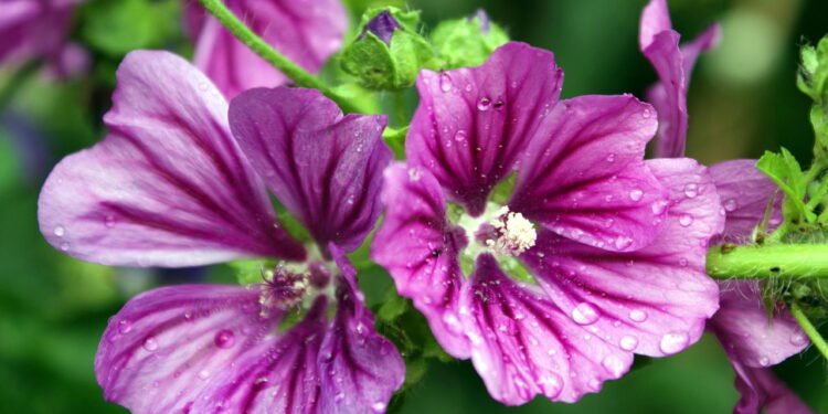 O chá noturno famoso que cuida da flora intestinal e previne inchaços