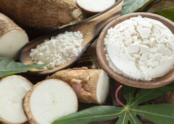 Tudo que você precisa saber antes de começar a plantar mandioca