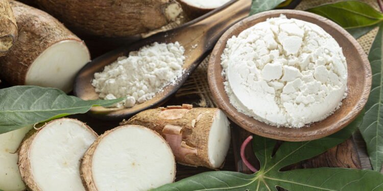 Tudo que você precisa saber antes de começar a plantar mandioca