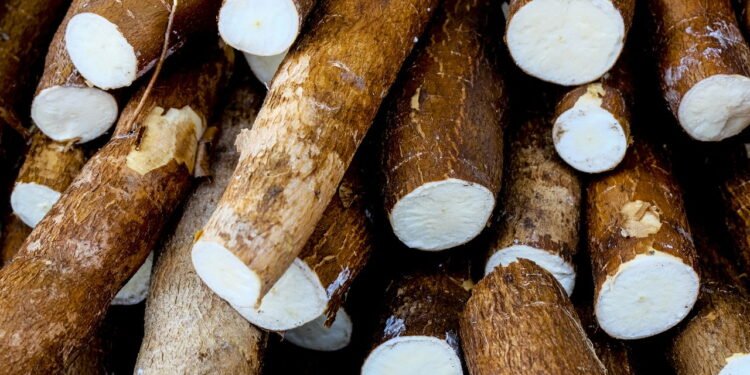 Considerado o alimento do século 21, saiba como plantar mandioca em casa