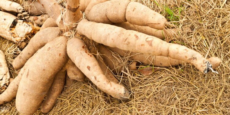 Tudo que você precisa saber antes de começar a plantar mandioca