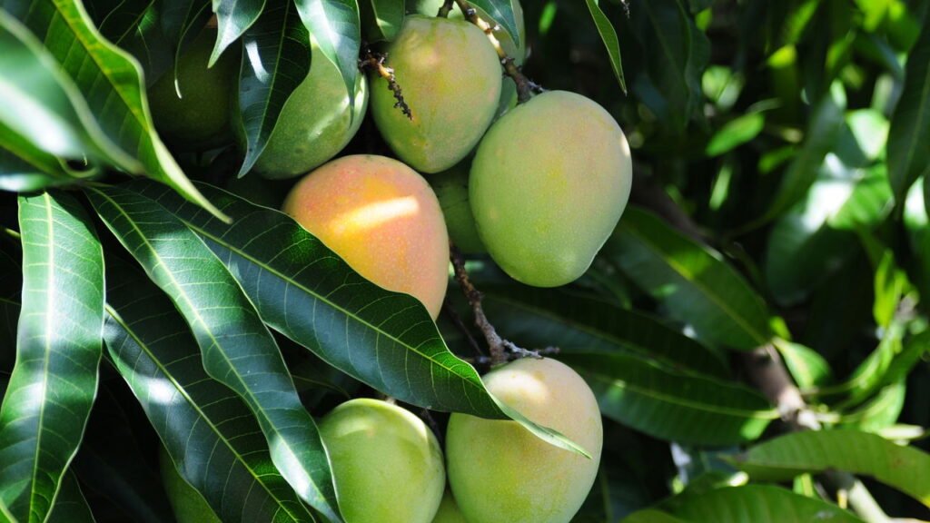 Passo a passo para plantar manga no quintal usando o caroço
