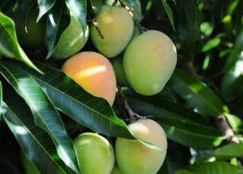 Passo a passo para plantar manga no quintal usando o caroço