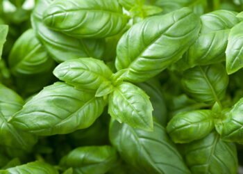 Tudo sobre como plantar manjericão em casa de uma forma prática