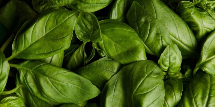 Como plantar manjericão e ter folhas frescas sempre à mão