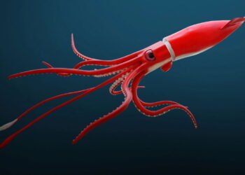 Lula gigante é encontrada por cientistas e surpreende