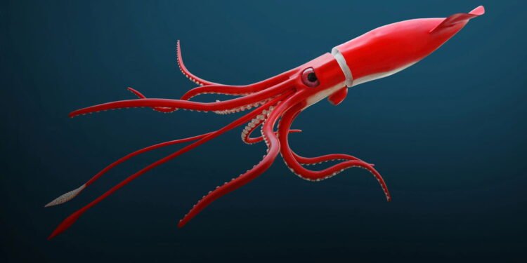 Lula gigante é encontrada por cientistas e surpreende