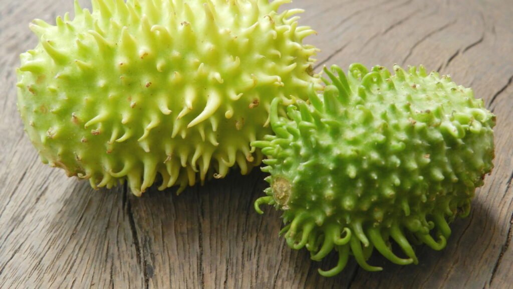 Veja como fazer o plantio do maxixe e ter frutas o ano todo