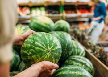 Aprenda a plantar melancia do jeito certo e colher em 90 dias