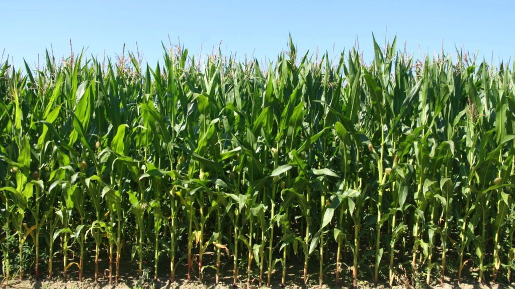 Como plantar milho em vasos: guia rápido para espaços pequenos