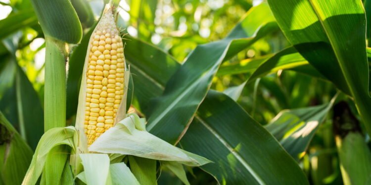 Milho - Créditos: depositphotos.com / DimaSobkoD