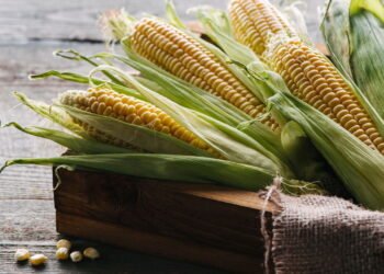 Aprenda a plantar milho doce e tenha espigas suculentas em casa