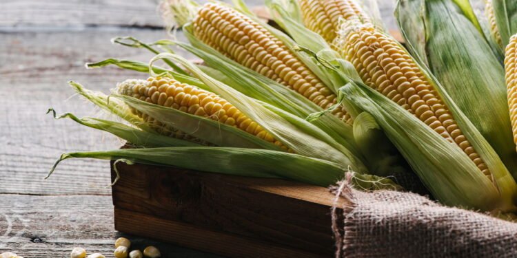 Aprenda a plantar milho doce e tenha espigas suculentas em casa