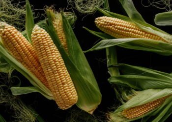 Como plantar milho em vasos: guia rápido para espaços pequenos