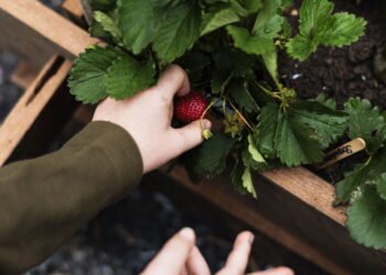 Crie uma horta vertical de morangos em casa com garrafas PET