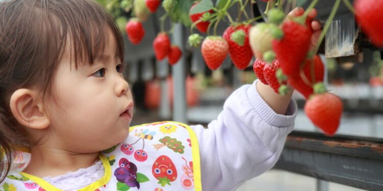 Como plantar morangos em cano de PVC?