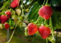 O truque para plantar morangos em casa e ter frutas frescas o ano todo
