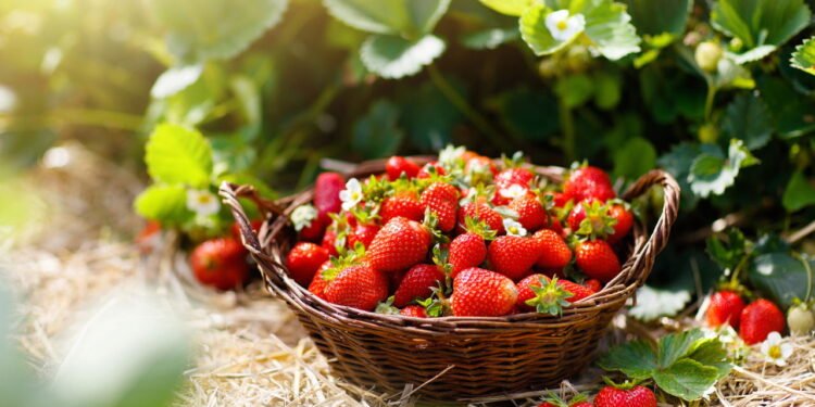 Guia Prático para Cultivar Morangos na Varanda